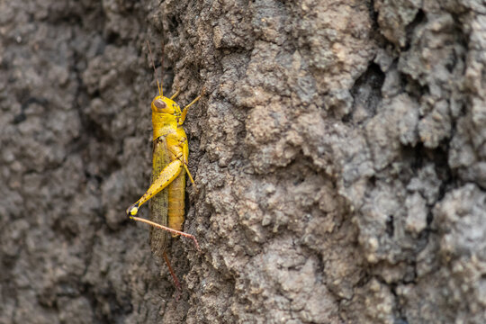 Yellow desert locust. Vertical orientation. Profile picture. Contrasted colors. Close up, eyes detail. Solitary individual seen at Mary river close to Kakadu, Northern Territory NT, Australia