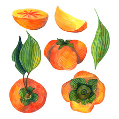 Hand drawn watercolor orange persimmon set with green leaves and slices, isolated on white background. Delicious fruit clip-art illustration. 