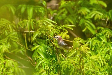 のんびりくつろぐコムクドリと新緑の若葉のコラボ