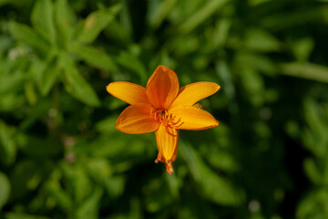 Orange Lily on a summer day. Selective focus