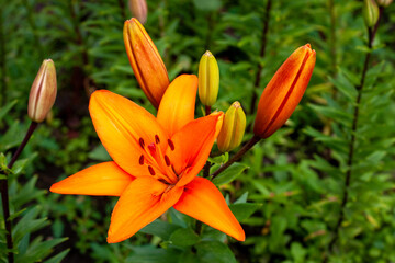 Orange Lily on a summer day. Selective focus