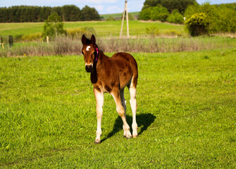 young thoroughbred brown foal walks and plays on  green pasture. Little stallion frolic and eat...