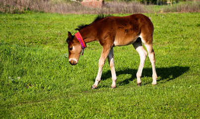 young thoroughbred brown foal walks and plays on  green pasture. Little stallion frolic and eat...