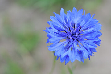 Obraz premium Beautiful cornflower flower close up