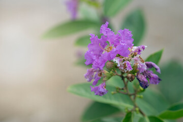 Crepe myrtle flower beautiful fresh purple flowers on the branches.