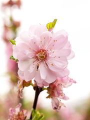 fading sakura flowers