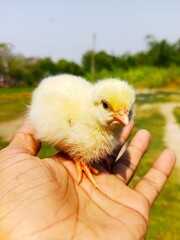 NEWBORN CHICKEN CHOOZA