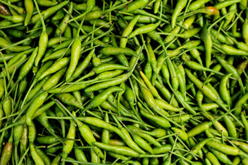 Green chilies  grown in a farm in India.
