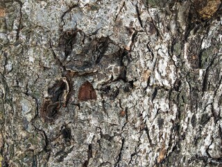 close up of a tree trunk.abstract of rough bark tree surface