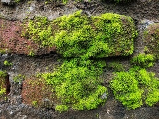 green moss on stone wall