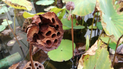 Dry Lotus seeds pod in pond natural garden