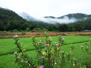Blooming purple wildflowers in greenery fields with fog and mist on the valley mountain in rainy season at countryside in Thailand