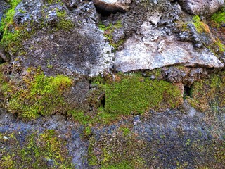 green moss on stone wall