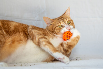 Adorable ginger, orange and white tabby cat playing with a orange cat toy ball on white background. 