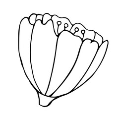 doodle style vector element, picturesque, beautiful blooming flower, coloring book