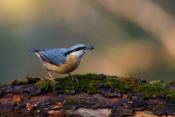 Eurasian nuthatch in natural environment, Danube forest, Slovakia, Europe