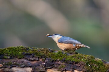 Eurasian nuthatch in natural environment, Danube forest, Slovakia, Europe