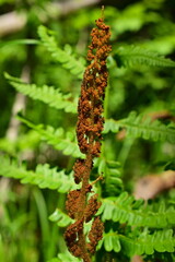 Spore-bearing sprig of Osmund asiaticus fern. 
