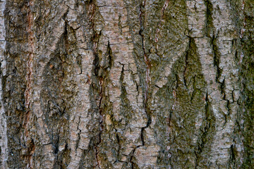 the texture of the bark of the forest tree