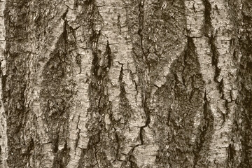 the texture of the bark of the forest tree