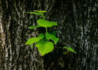 leaf on the bark of the tree in the forest