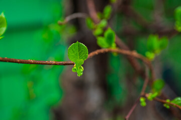Chinese magnolia vine. Shallow depth of field.