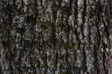 the texture of the bark of the forest tree