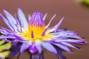 purple lotus or purple water lily in pond