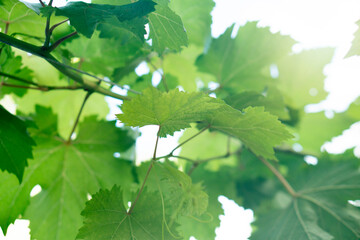 Abstract and blurred of green grape leaves and soft light of the sun.