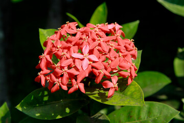 red Ixora coccinea. close up shoot