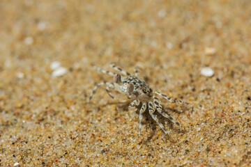  crab on the beach