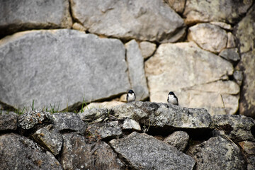 swallow in the stone