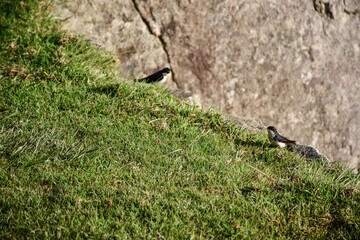 swallow in the grass