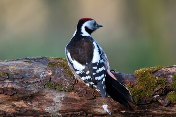 Middle spotted woodpecker ,,Leiopicus medius,, in Danube forest , Slovakia, Europe