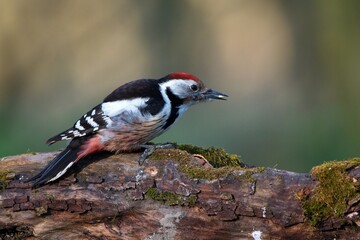 Middle spotted woodpecker ,,Leiopicus medius,, in Danube forest , Slovakia, Europe