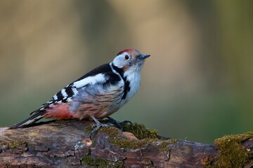 Middle spotted woodpecker ,,Leiopicus medius,, in Danube forest , Slovakia, Europe