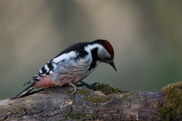 Middle spotted woodpecker ,,Leiopicus medius,, in Danube forest , Slovakia, Europe