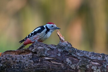 Middle spotted woodpecker ,,Leiopicus medius,, in Danube forest , Slovakia, Europe