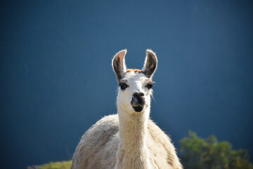 close up in the llama
