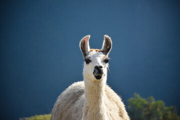 Obraz premium close up in the llama