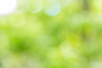 Abstract green bokeh and blur from light nature use as background image for pasting text or characters