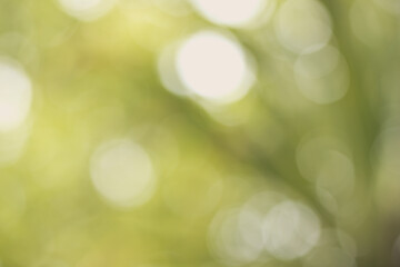 Obraz premium Abstract green bokeh and blur from light nature use as background image for pasting text or characters