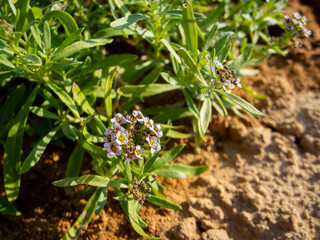 Alyssum Maritimum - Lobularia Maritima