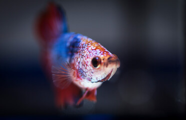 Fighting fish (Betta splendens) Fish with a beautiful