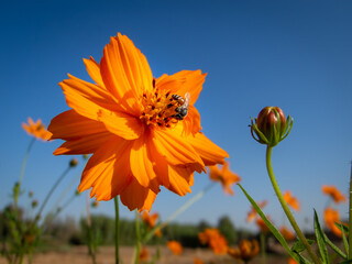 a honey bee pollinating for an orange cosmos flower