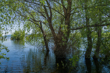 spring, fine, clear, Sunny, day, nature, landscape, beauty, blue, sky, distance, flora, vegetation, trees, trunk, branches, green, foliage, river, transparent, water, flood, ripples, reflections, ligh