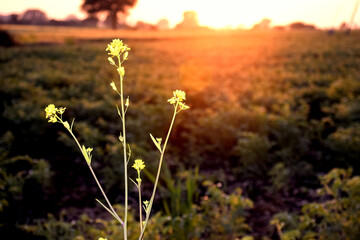 A mustard plant equipped with rays of the sun and flowers planted in it, a beautiful view of the...