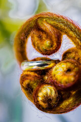 Close up of female ring with the cactus plant