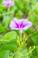 Ipomoea pes-caprae Sweet  or Beach Morning Glory