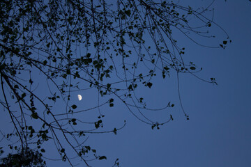 silueta de árbol y luna en el anochecer